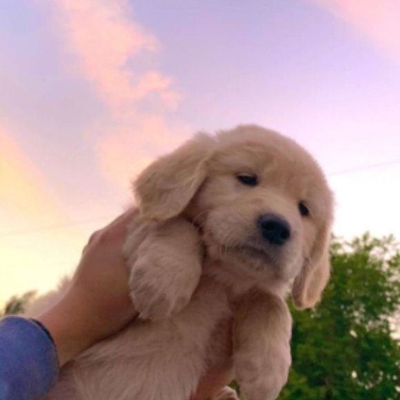 Meet your Posher, ♥❁𝕀𝕟𝕕𝕚𝕘𝕠❁♥ - Picture 1 of 1